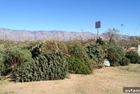 Beyond the Bling: Giving Your Christmas Tree a New Life
