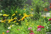 Ditch the Thirst: Transform Your Lawn with Native Plants