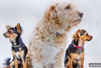 Pets Spark a Nationwide Home Renovation Boom