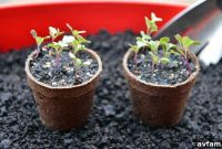 Winter Garden Essentials: Preparing for the Cold Season