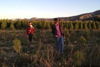 Finding Your Perfect Christmas Tree Farm