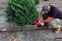 Harvesting Your Perfect Christmas Tree