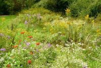 From Lawn to Lush: Cultivating Your Backyard Meadow