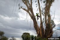 The Art of Tree Pruning for a Thriving Yard
