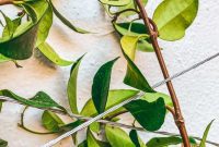 Build Your Own Wire Trellis