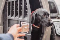Safe Adventures for Large Dogs on the Go