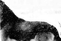 Winter Pet Care Essentials