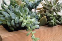 Create Rustic Succulent Planters from Wood Blocks