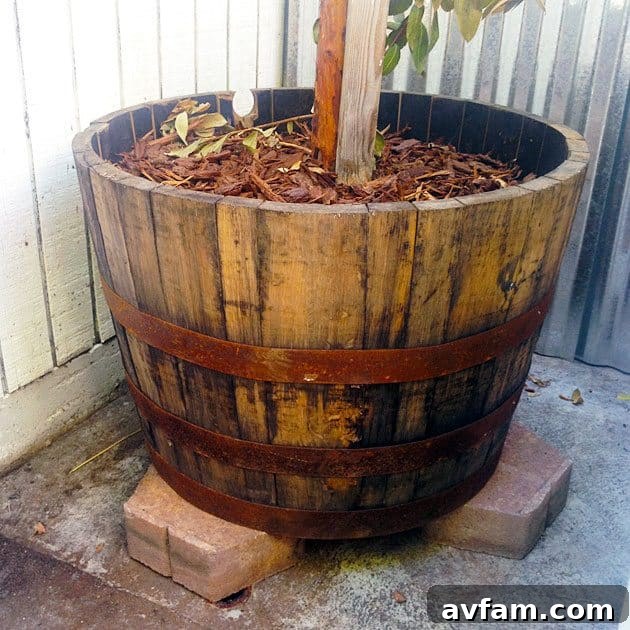 Strawberry trees being prepared for planting in whiskey barrel planters