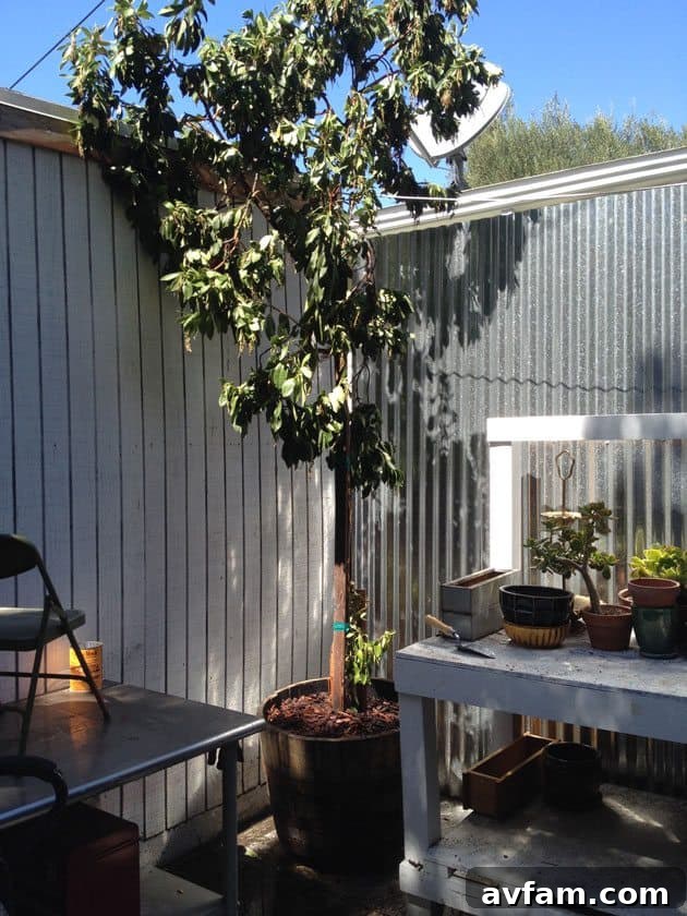 Strawberry tree freshly planted in a whiskey barrel planter