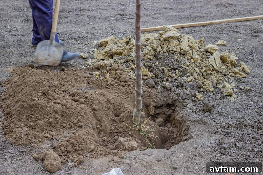 Planting a tree in thawed ground, illustrating ideal conditions for digging
