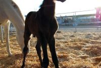 Win a $100 Home Depot Gift Card: Name Our Horse