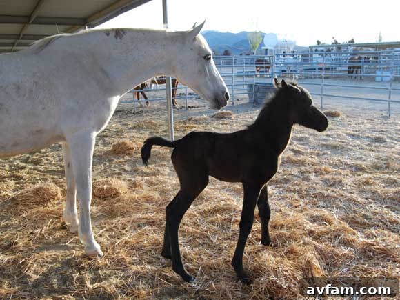 Proud mother horse with her clumsy newborn colt, showing their strong bond.