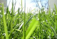 Unlock a Thriving Lawn: The Aeration Advantage