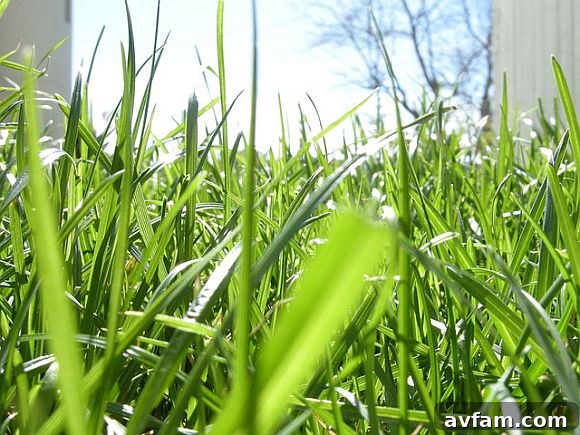 Lawn Aeration Process Lawn Aeration Process