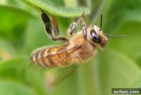 Evicting Chimney Bees