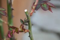 Prune for Perfection: Elevate Your Landscape
