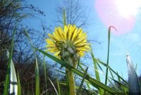 Winning the War on Weeds