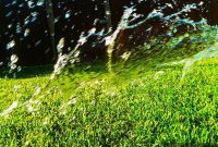Keep Your Lawn Lush Despite Summer Heat