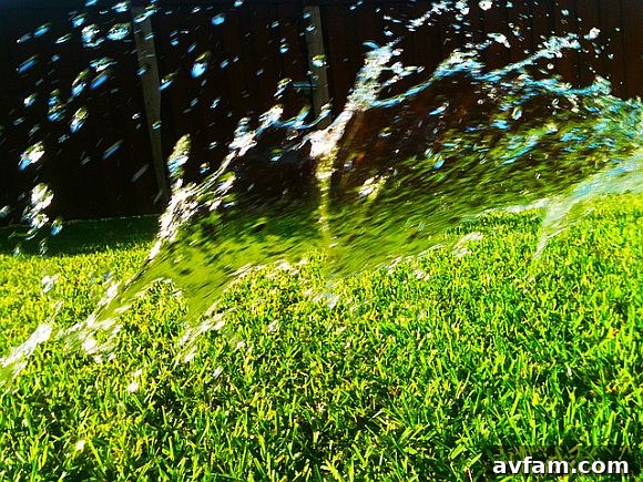 Strategies for a Resilient Lawn and Garden During Extreme Summer Heat KeepYourYardHealthyInHeatWave.jpg