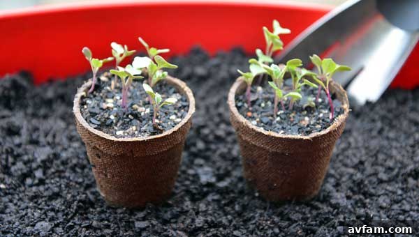 Fall gardening sprouts for cool season vegetables