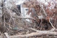 Beyond the Bark Hidden Tree Dangers