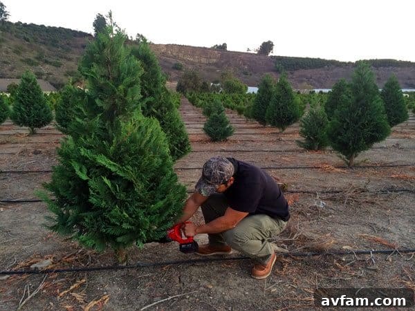 cutting-your-christmas-tree-sawzall