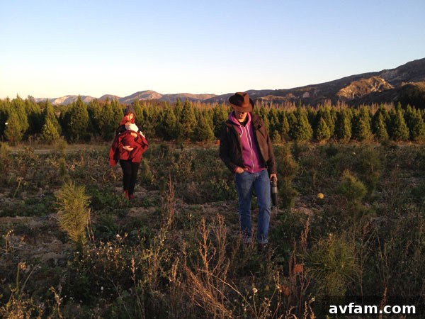 christmas-tree-farm.jpg