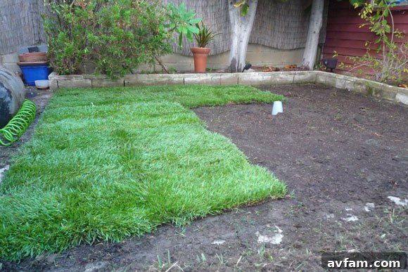 Freshly laid sod transforming the backyard newly laid sod