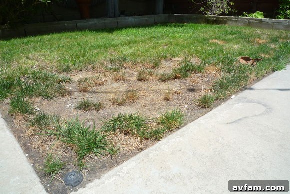 Our old, neglected lawn before renovation old neglected lawn