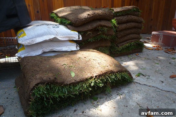 Close-up of old lawn and new sod rolls closeup of old lawn and sod rolls