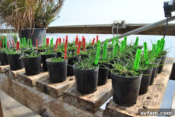 Diverse grass seed tests and research plots