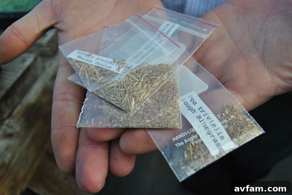 Close-up of healthy grass seed on a research plot
