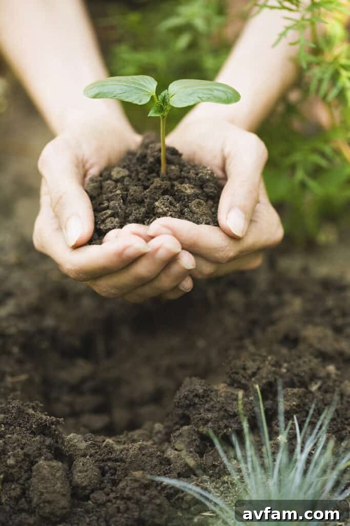 Hands holding a sapling, symbolizing new growth and environmental care