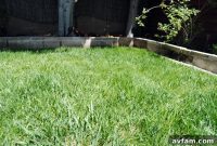 Revive Your Lawn in One Easy Step