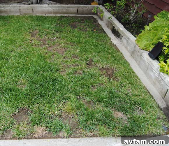 Before photo of a patchy lawn with bare spots