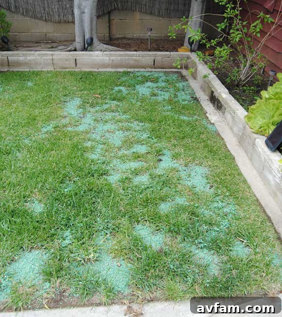 Applying Pennington 1 Step Complete to a patchy lawn