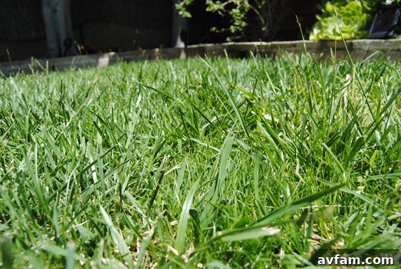 Close-up of newly grown, healthy grass