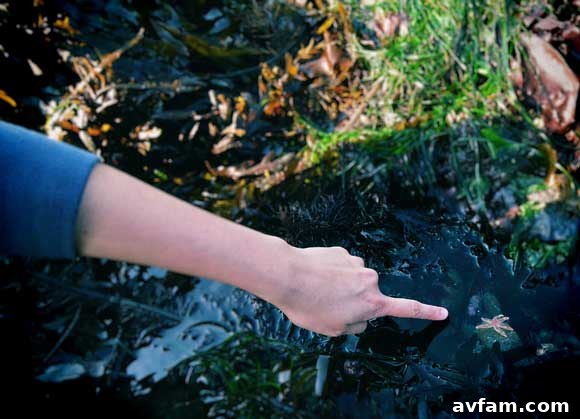 Close-up of a colorful starfish clinging to a rock in a tide pool, surrounded by clear water and other marine growth.