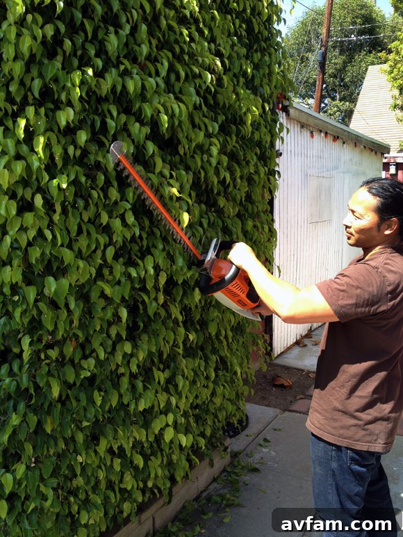 Stihl HSA 65 Cordless Hedge Trimmer in action