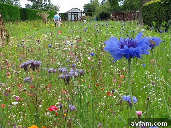 From Lawn to Lush: Cultivating Your Backyard Meadow 2 meadow-vs-lawn.jpg
