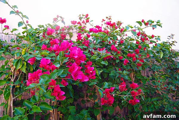 bougainvillea-lowes.jpg