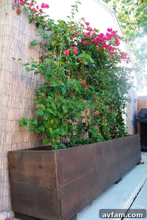 bougainvillea-planter-box.jpg