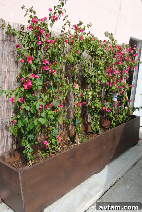 Bougainvillea Planted Newly Planted Bougainvillea in Custom Planters
