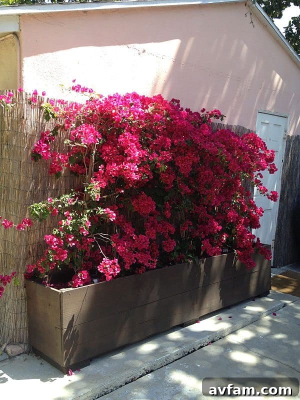 Flourishing Bougainvillea Thriving Bougainvillea Planters a Few Weeks Later