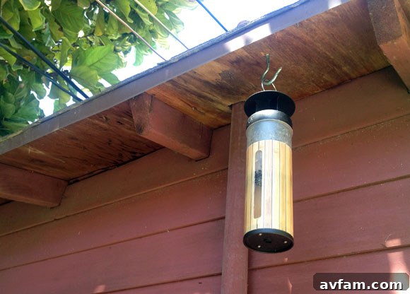 Bug-Proof Your Outdoor Party 2 fly-trap.jpg