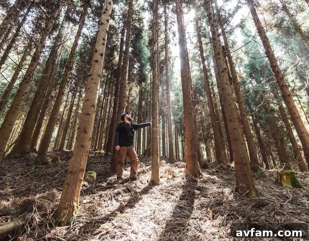 Nakamoto Forestry's high-quality Yakisugi planks ready for architectural projects.