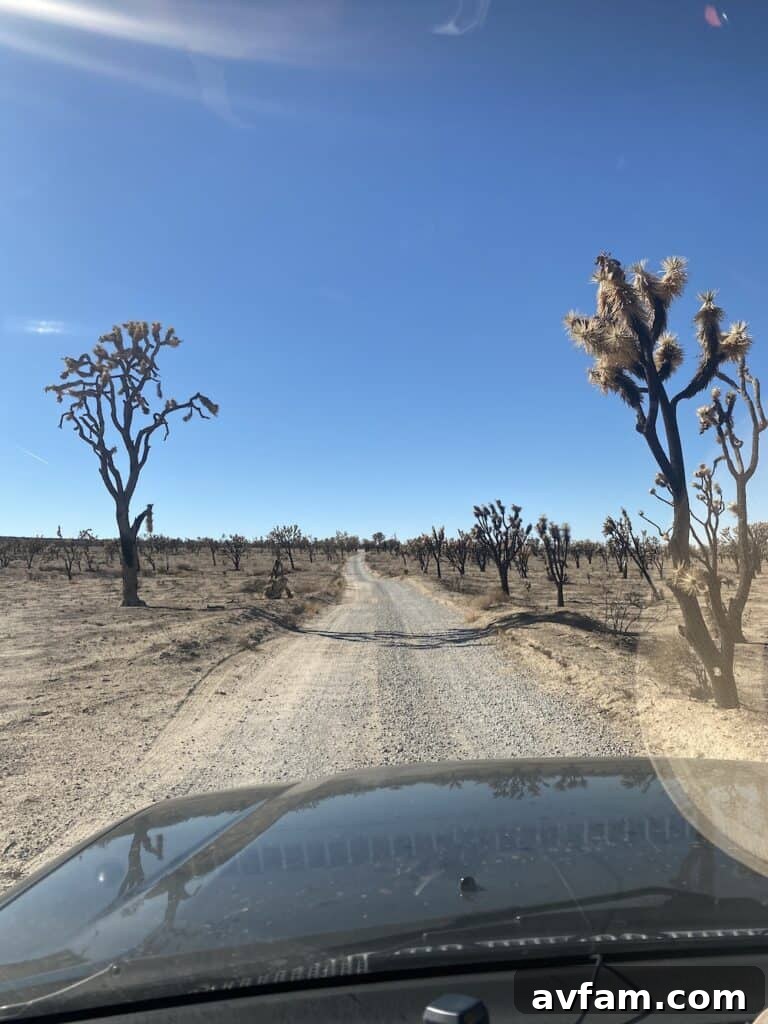 Land Cruiser 100 Series with trees in the background