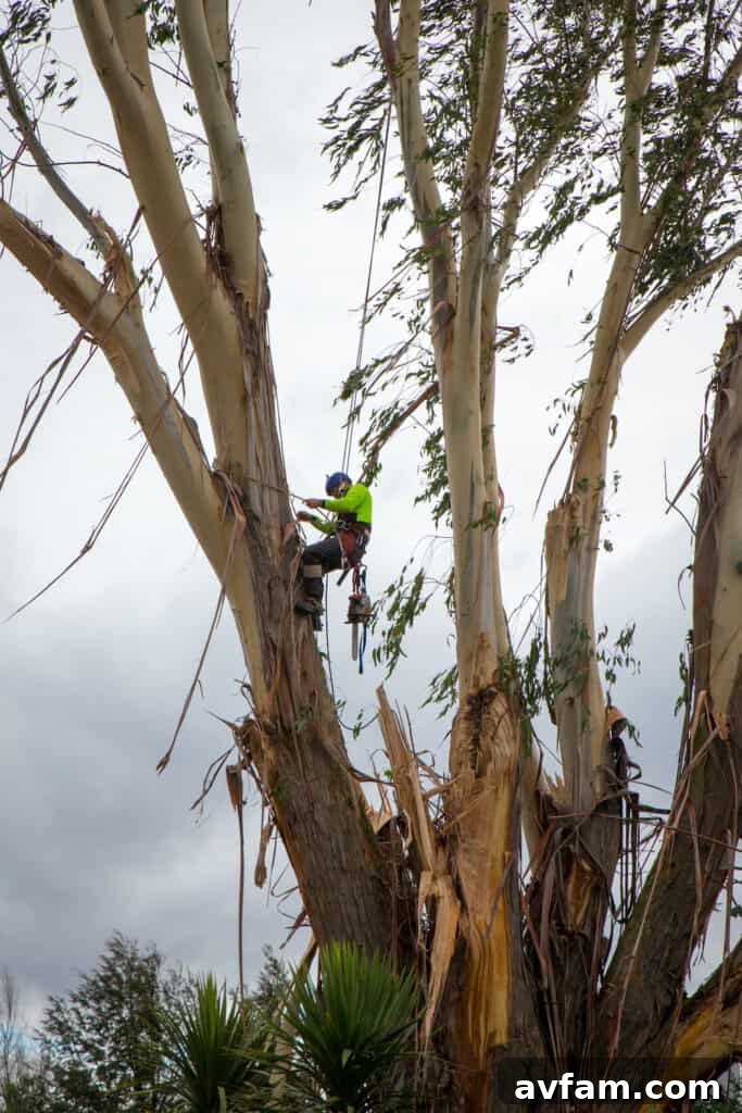 Expert Tree Trimming Techniques Professional Tree Trimming Services for a Large Yard