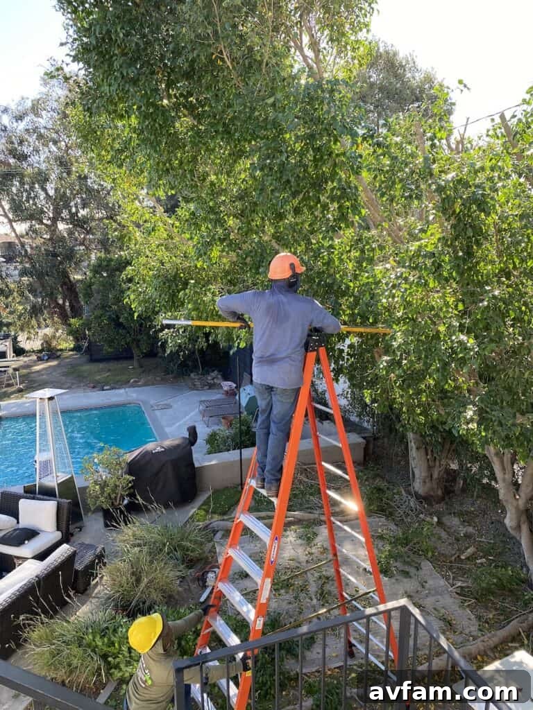 Hand Tools for Detailed Tree Pruning Manual Pole Saw and Loppers